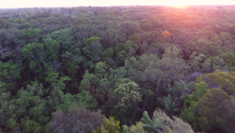 Naher-Drohnenflug-über-Dem-Blätterdach-Im-Wald-Von-Französisch-Guayana.-Amazonas-Sonnenuntergang